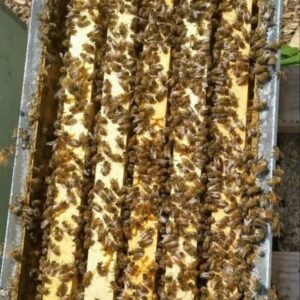 Italian Nuc for Sale – 5‑Frame Mated Colony | Gentle, Prolific & Ideal for Beginners