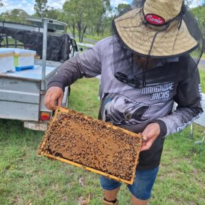 Buckfast Queen Bees for Sale: The Gentle, High-Yield Choice for Healthier Hives