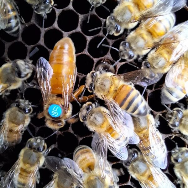 ITALIAN MATED QUEENS