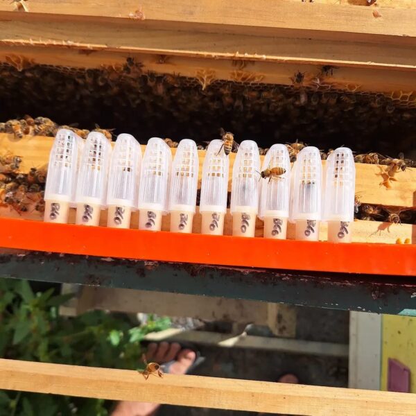 Mated QUEENS