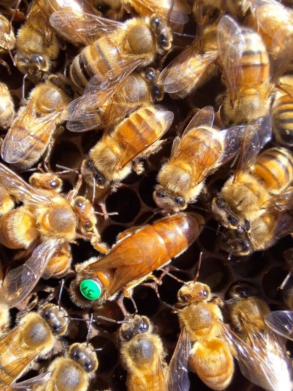ITALIAN MATED QUEEN