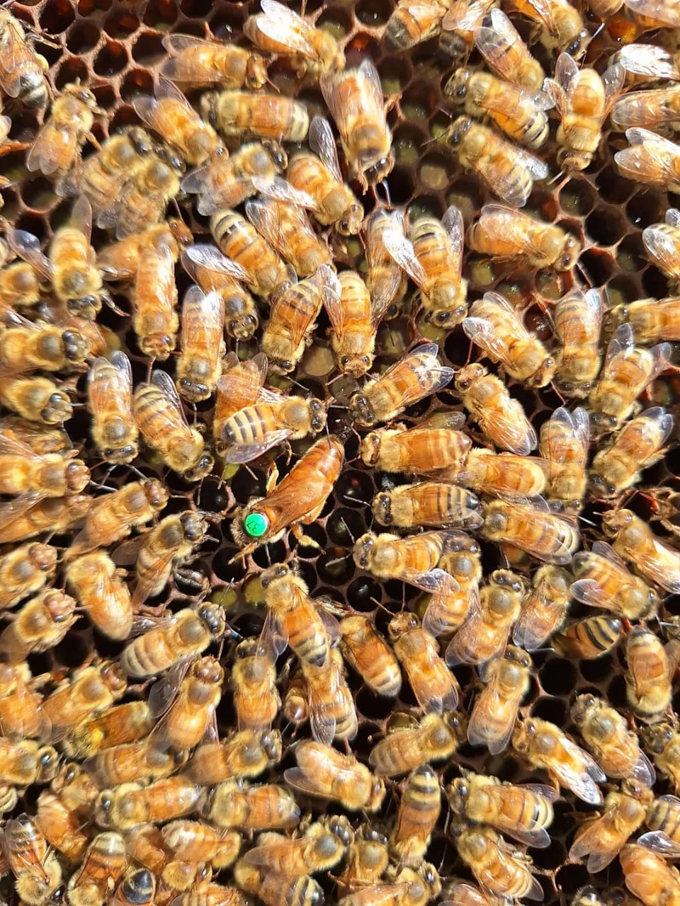 where to buy honey bees