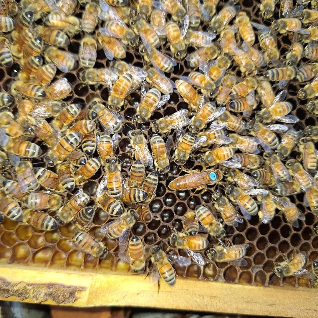 virgin queen introduction
