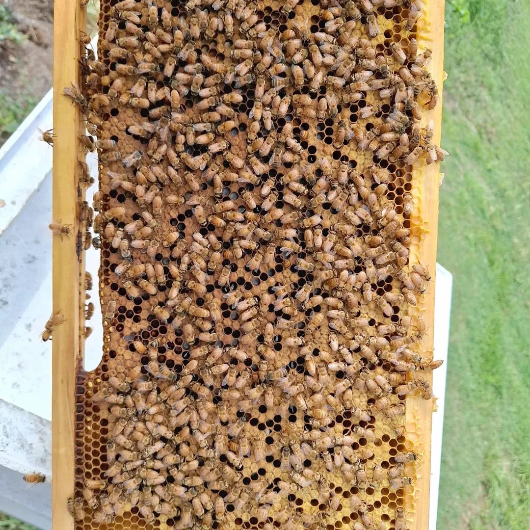 why do bees make honey