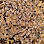 ITALIAN NUC free shipping package honey bees for sale united states