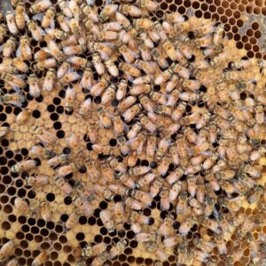 UK honey
