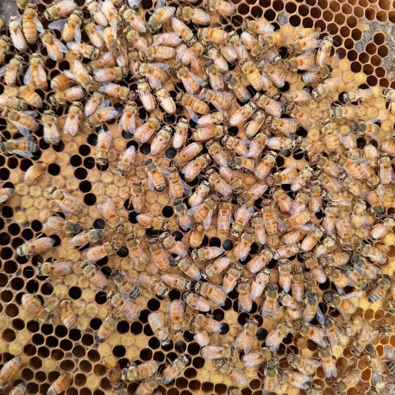 UK honey