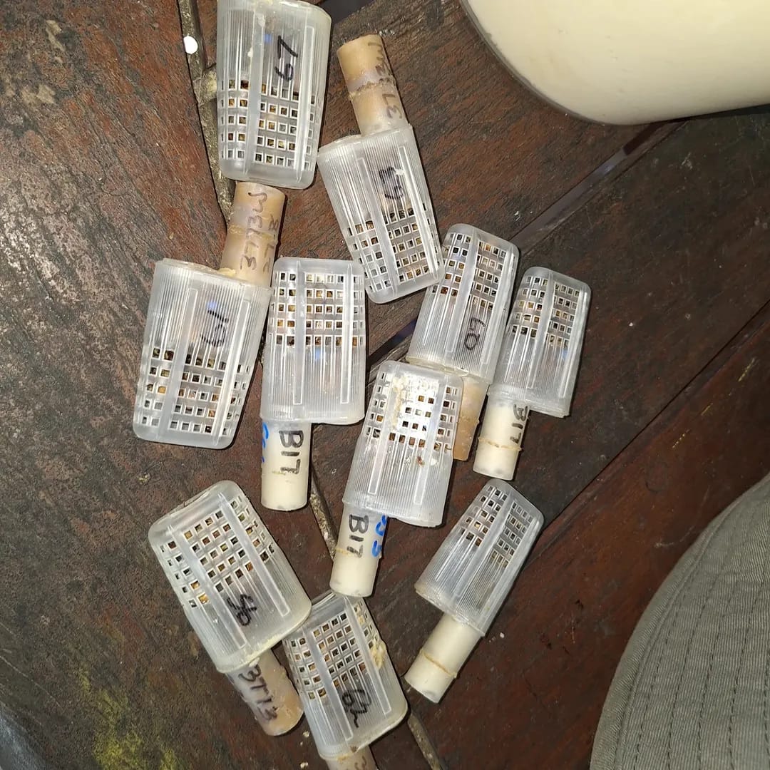 buy queen bees