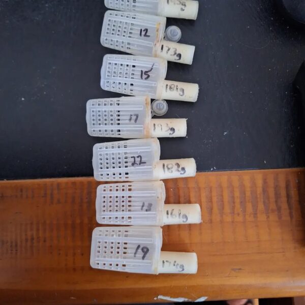 ITALIAN MATED QUEENS