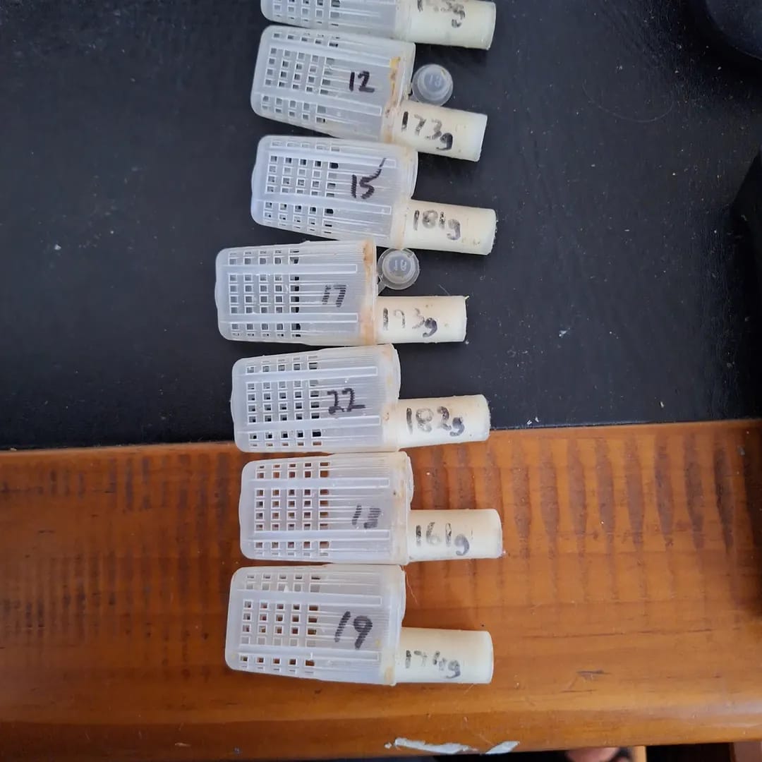 untested breeder queens