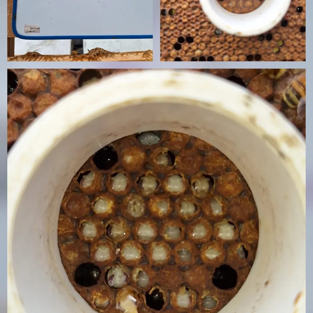 do all bees produce honey