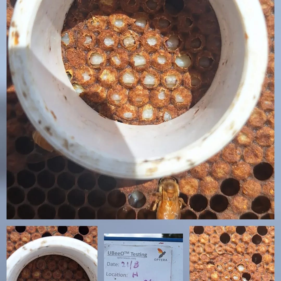 tips for preventing honey bee swarms