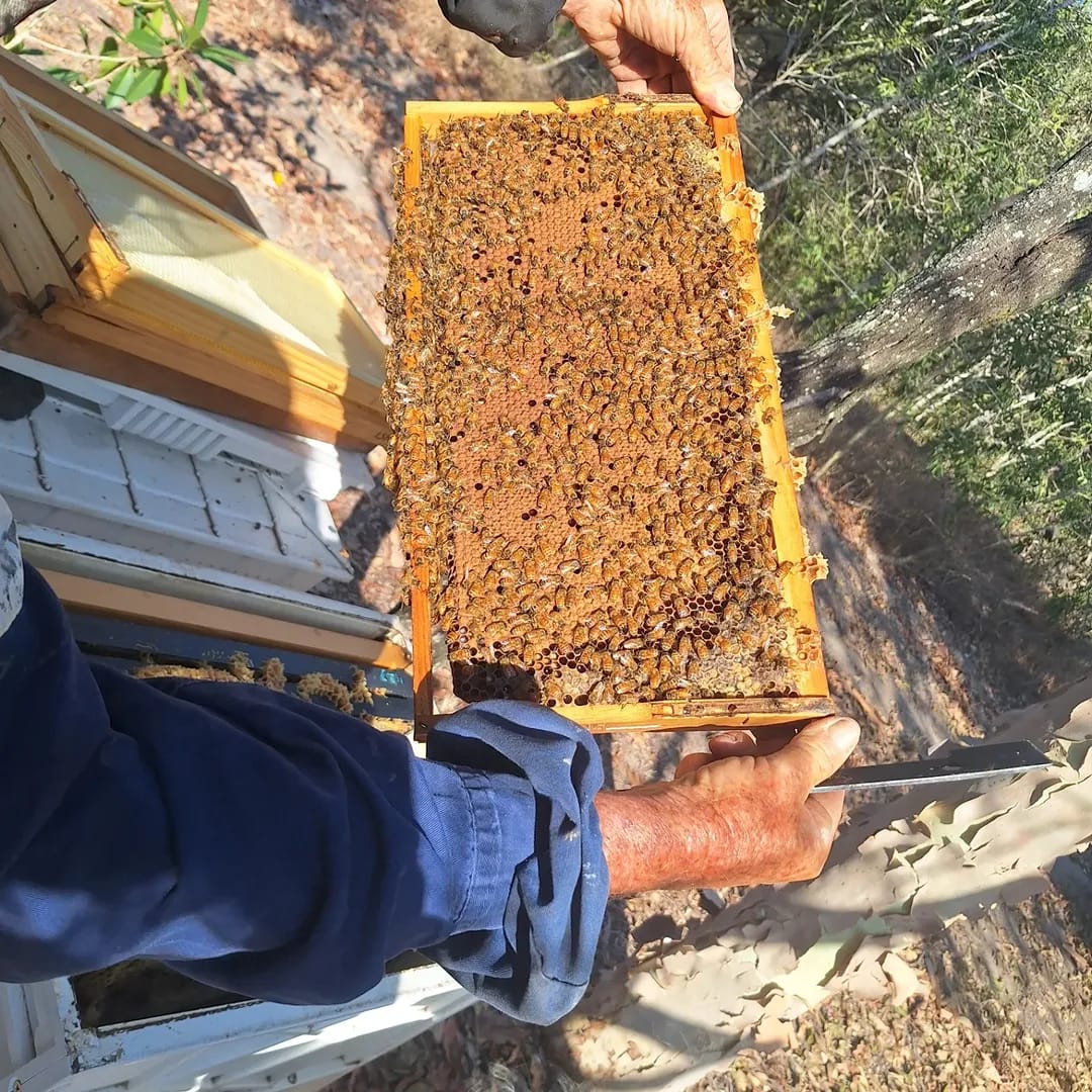 caucasian queen honey bees for sale