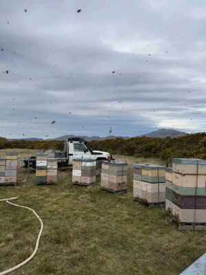 WhatsApp Image 2026-05-13 at 12.04.24 PM Russian Queen Honey Bees for Sale: Natural Varroa Resistance for Healthier Hives