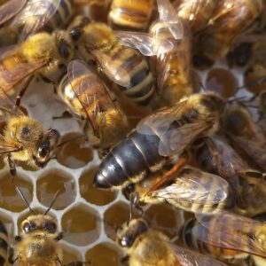 Premium Carniolan Queen Bees (Apis mellifera carnica) – Mated & Laying