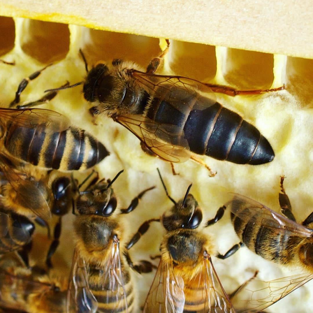 do all bees produce honey