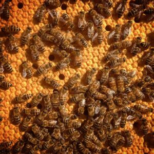 italian honey bees