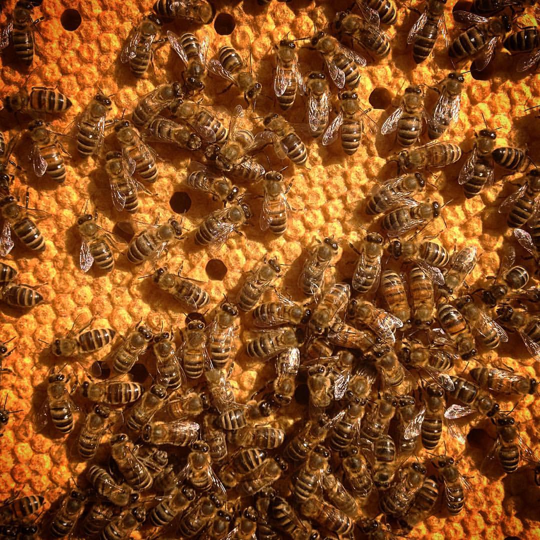 italian honey bees