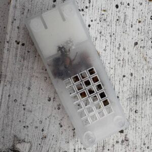 Pure Caucasian Queen Bees – Gentle Giants with Superior Propolis & Winter Hardiness