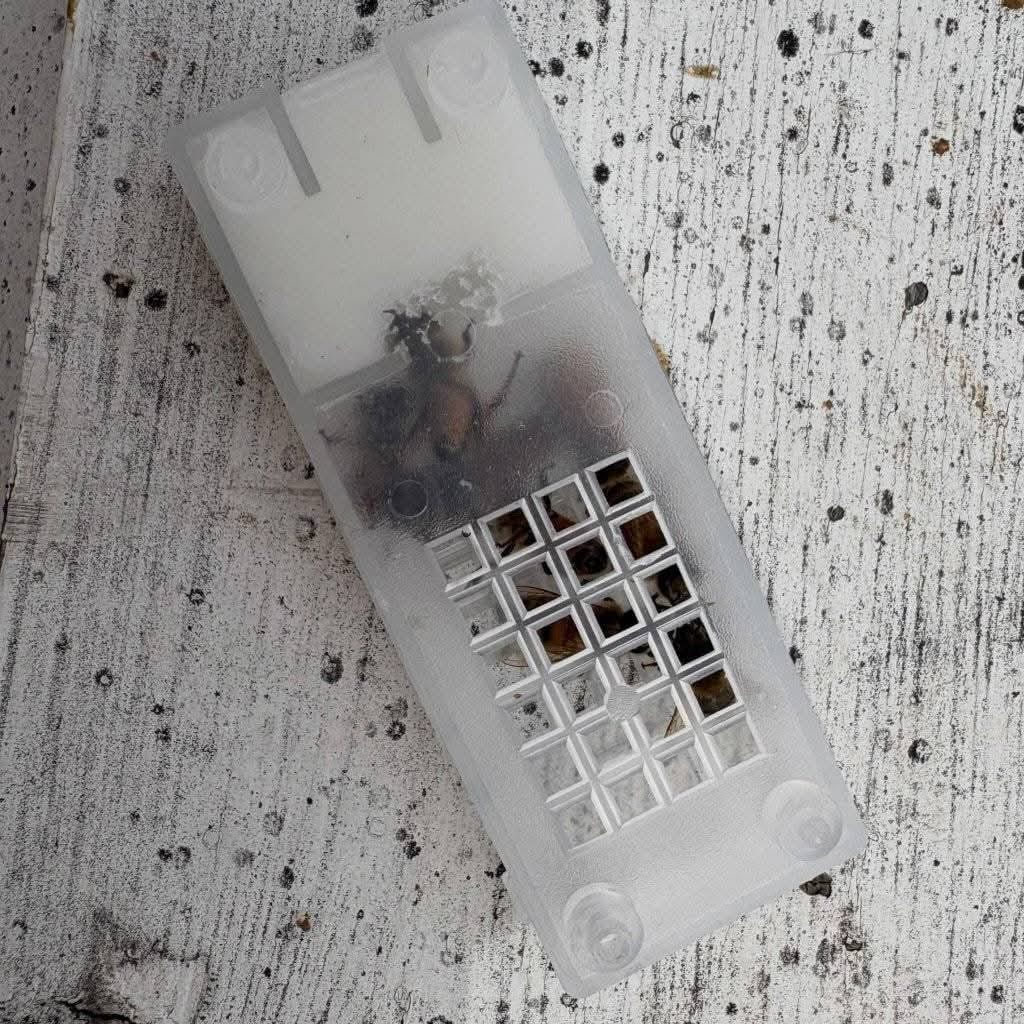saskatraz queen bees for sale