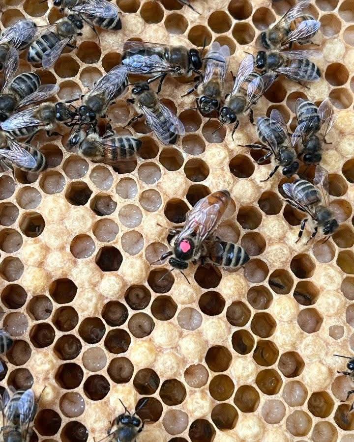 why do bees make honey