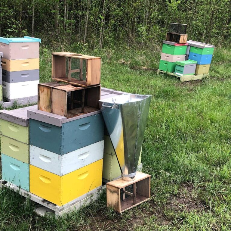 bee
