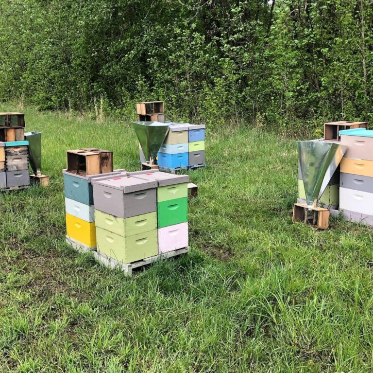 live honey bees for sale with queen