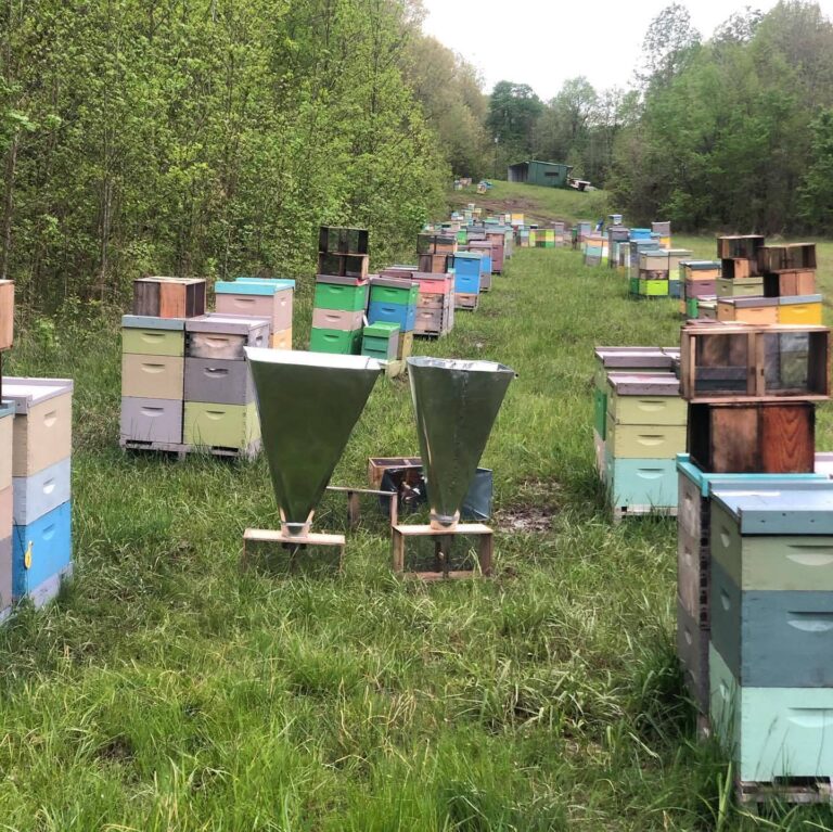 Golden Hive Farm: The Ultimate Guide to Premium Honey Bee Products, Equipment, and Beekeeping Excellence Caucasian Nuc for Sale – 5‑Frame Mated Colony | Gentle, Long‑Tongued & Winter‑Hardy