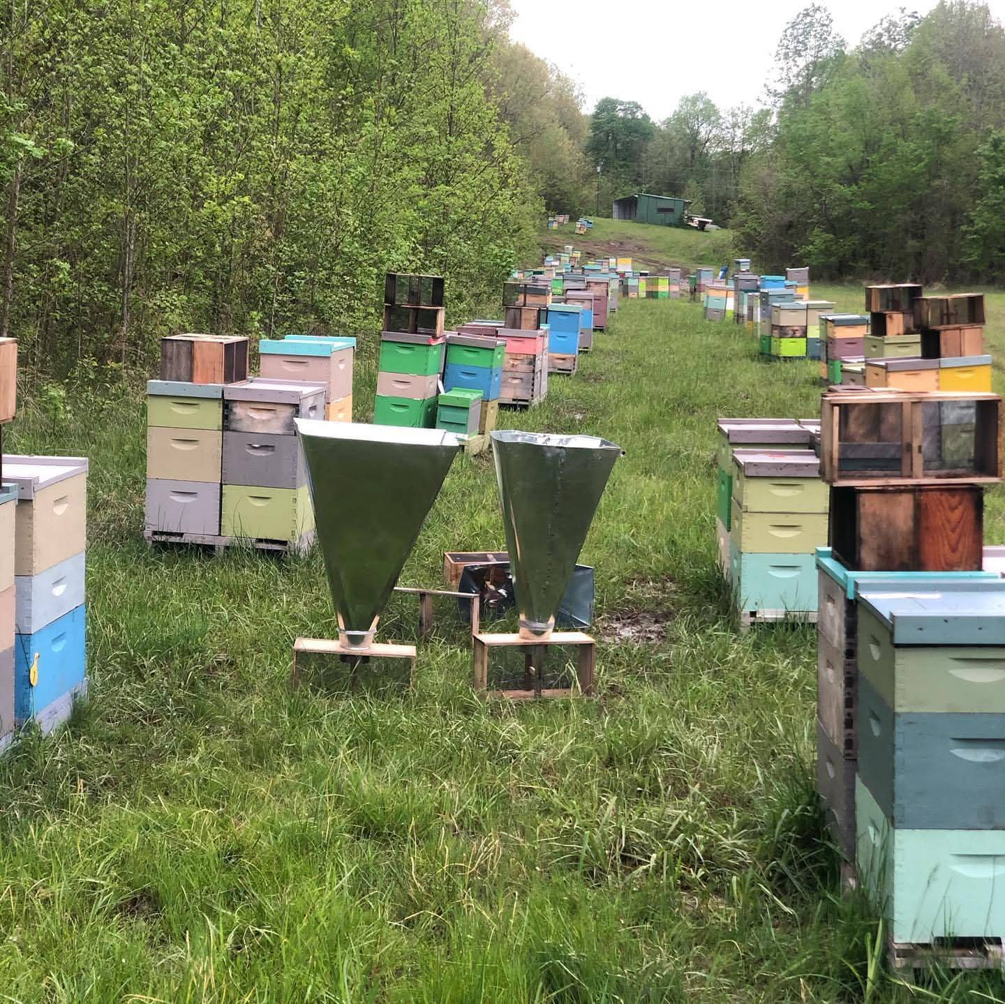 Caucasian Nuc for Sale – 5‑Frame Mated Colony | Gentle, Long‑Tongued & Winter‑Hardy