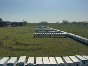 honey bees for sale united states