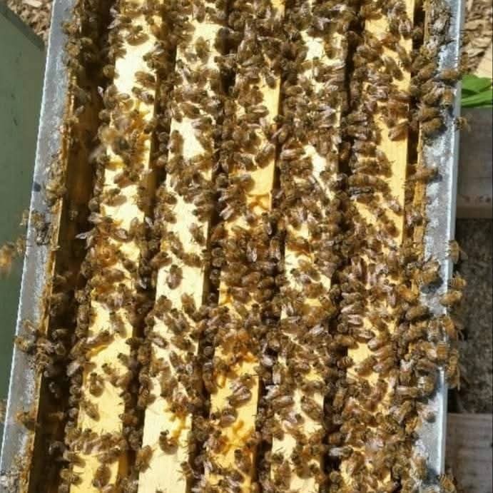 making comb honey with ross rounds