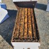 WhatsApp Image 2026-05-17 at 3.47.59 PM honey bees for sale united states