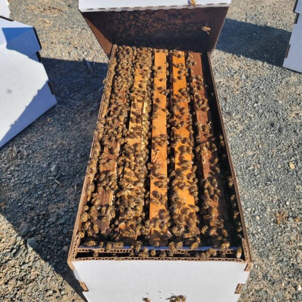 WhatsApp Image 2026-05-17 at 3.47.59 PM honey bees for sale united states