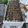 WhatsApp Image 2026-05-17 at 3.48.00 PM Italian Nuc – 5‑Frame Mated Colony | Gentle, Prolific & Ideal for Beginners