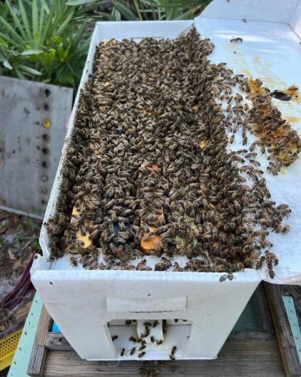 WhatsApp Image 2026-05-17 at 3.48.00 PM Italian Nuc – 5‑Frame Mated Colony | Gentle, Prolific & Ideal for Beginners