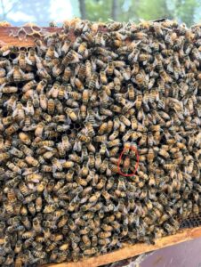 why do bees make hone