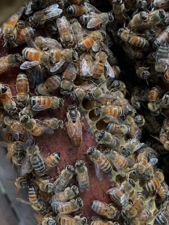 saskatraz queen bees for sale