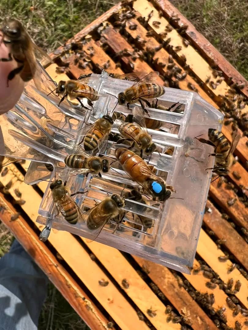 italian honey bees