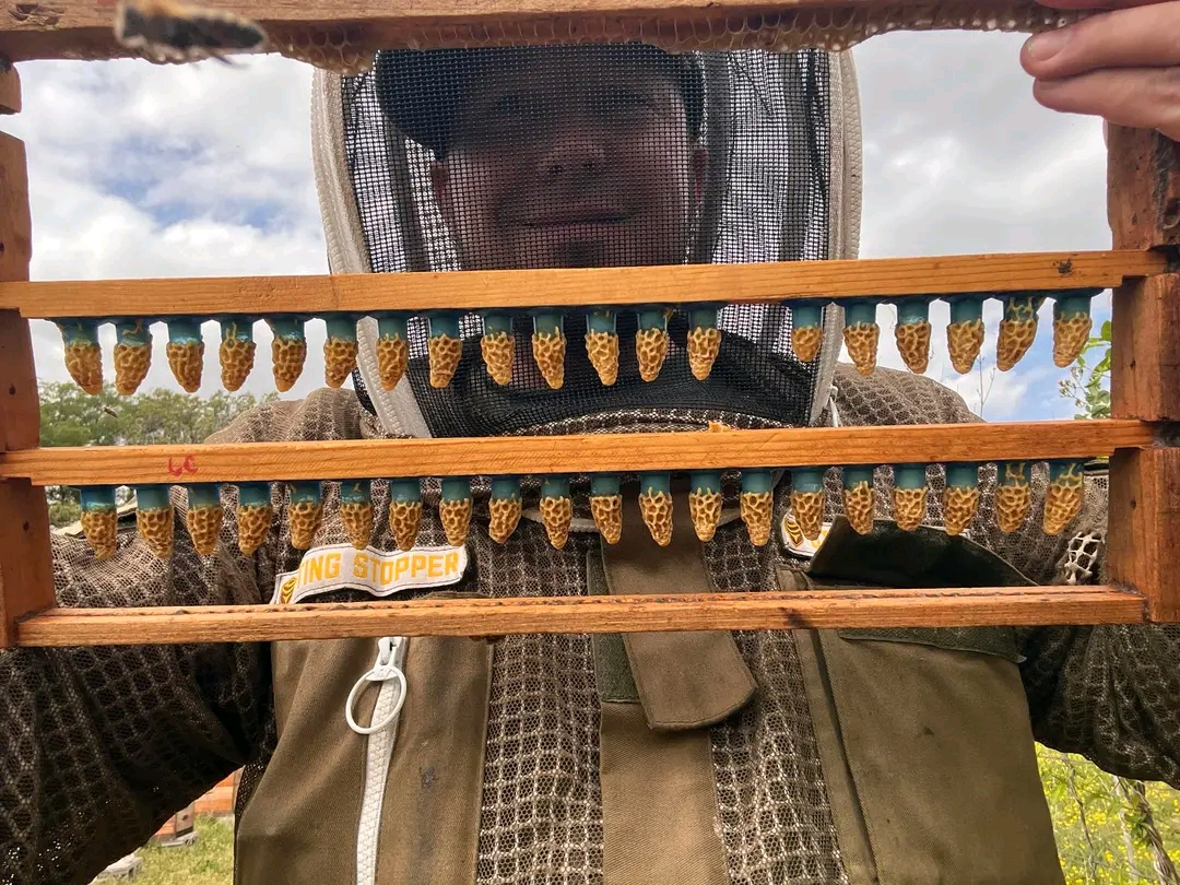 italian honey bees