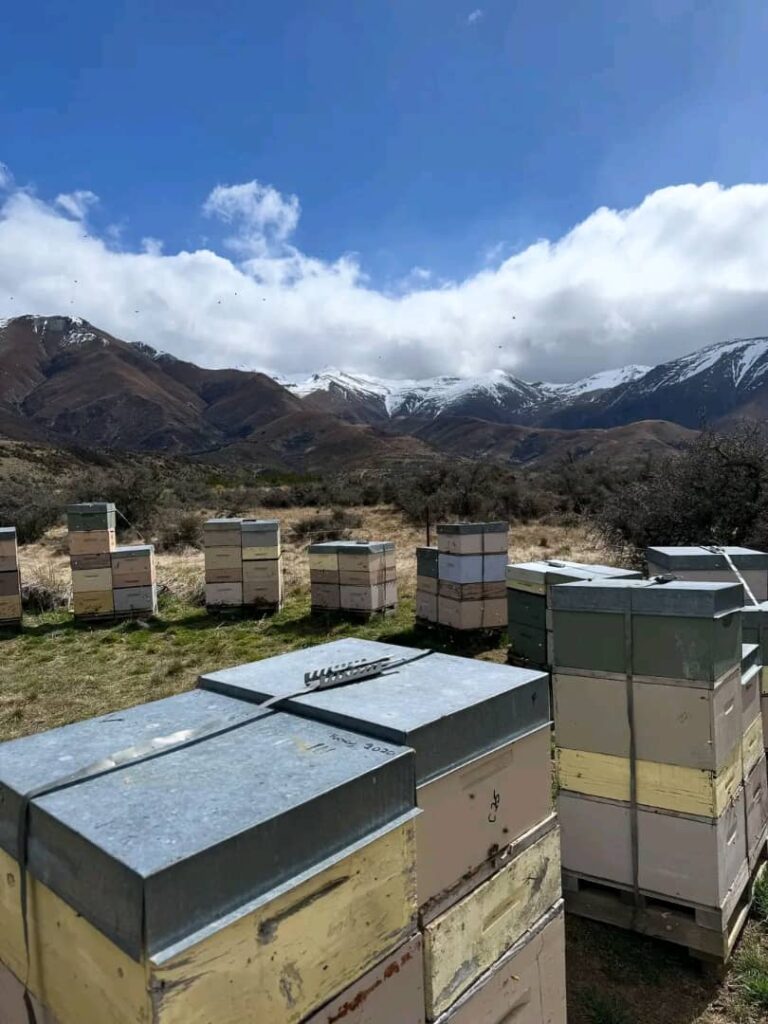 Honey bee queens for sale